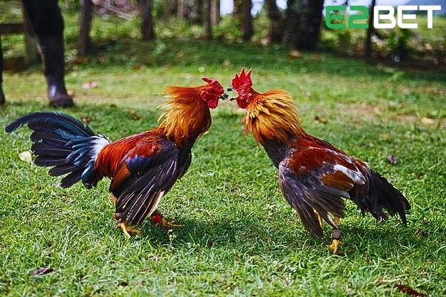 cách nuôi gà đuôi dài là kỷ thuật quan trọng 
