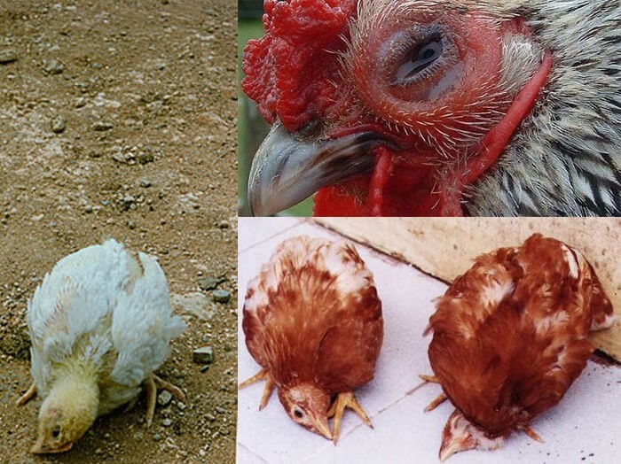 người mỹ luôn luôn nghiên cứu và phòng bệnh kỹ lưỡng ở gà.