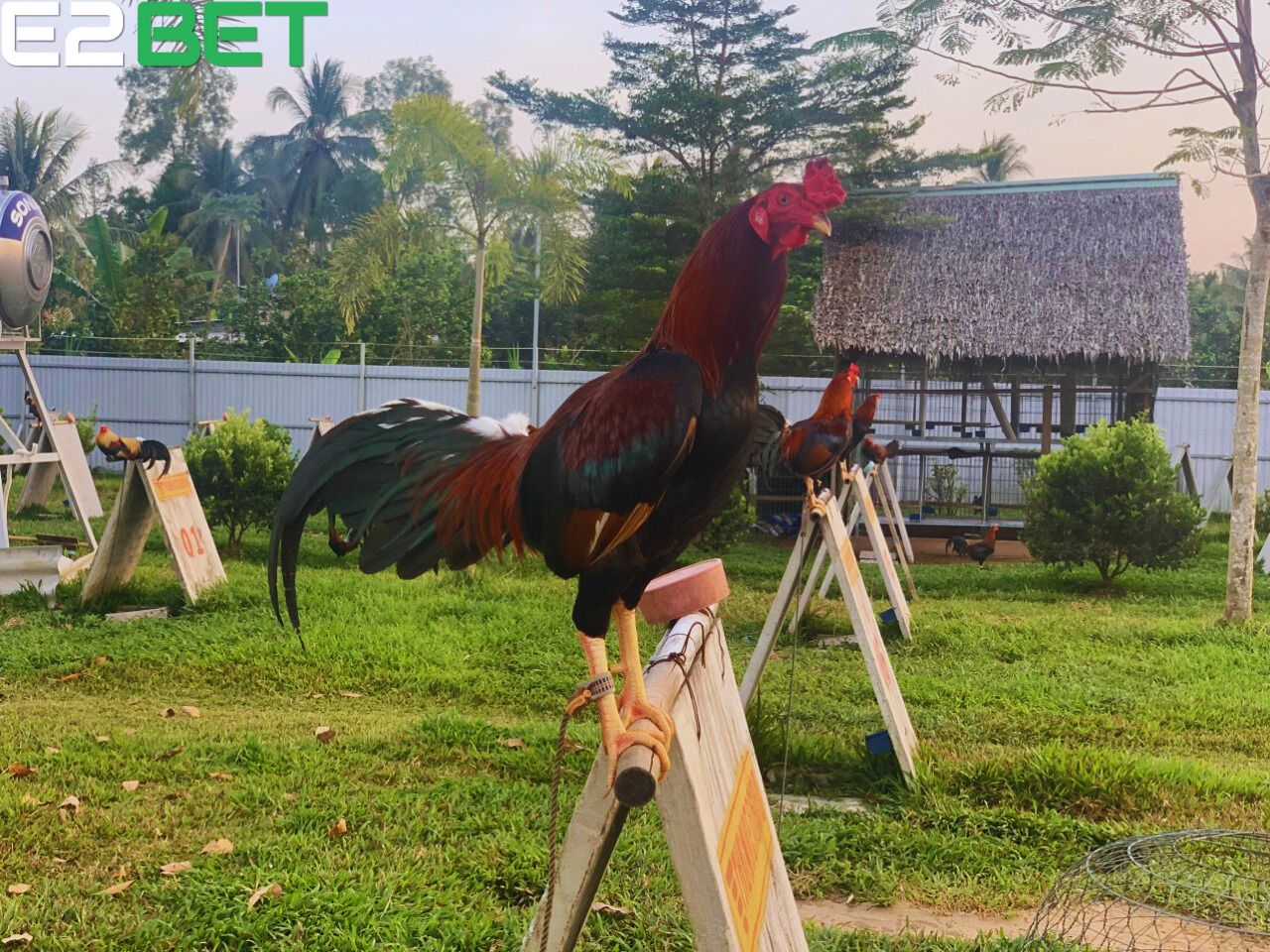 Trong đá gà việt phơi nắng rất quan trọng cho việt phát triển xương.