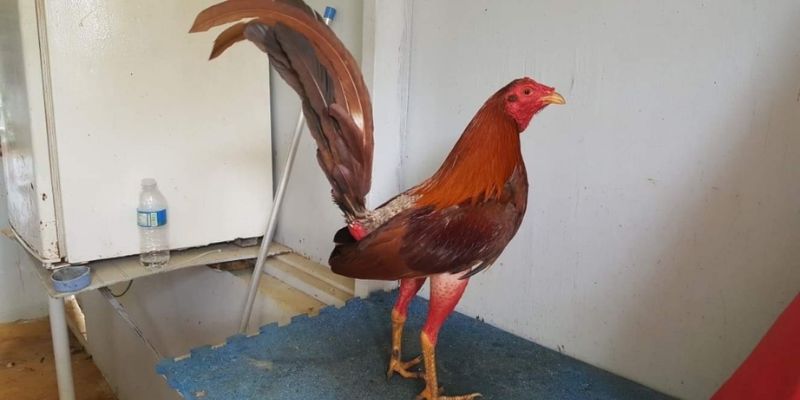 Giống gà cuban là 1 giống gà hiếu chiến nhất và nguyên hiêm cũng vị độ hiếu chiến của chúng.