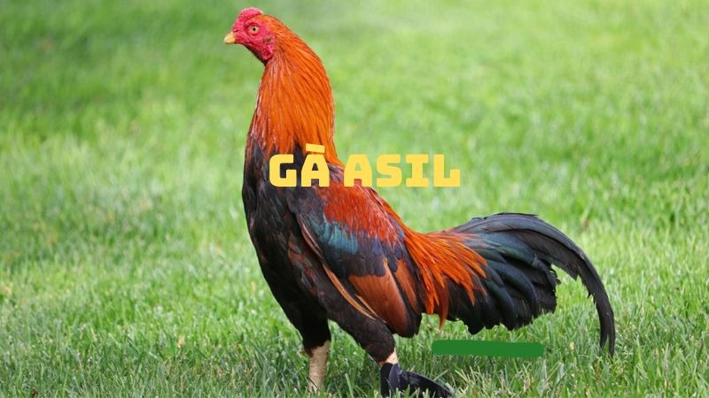 Dòng gà Asil là 1 dòng gà dễ chơi mà các kê thủ mới nên thử sức.