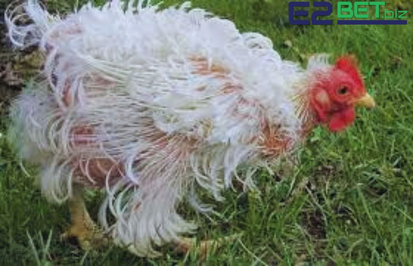 gà đá thay lông bao lâu thì khi thay lông cũng là khoản thời gian gà yếu nhất.