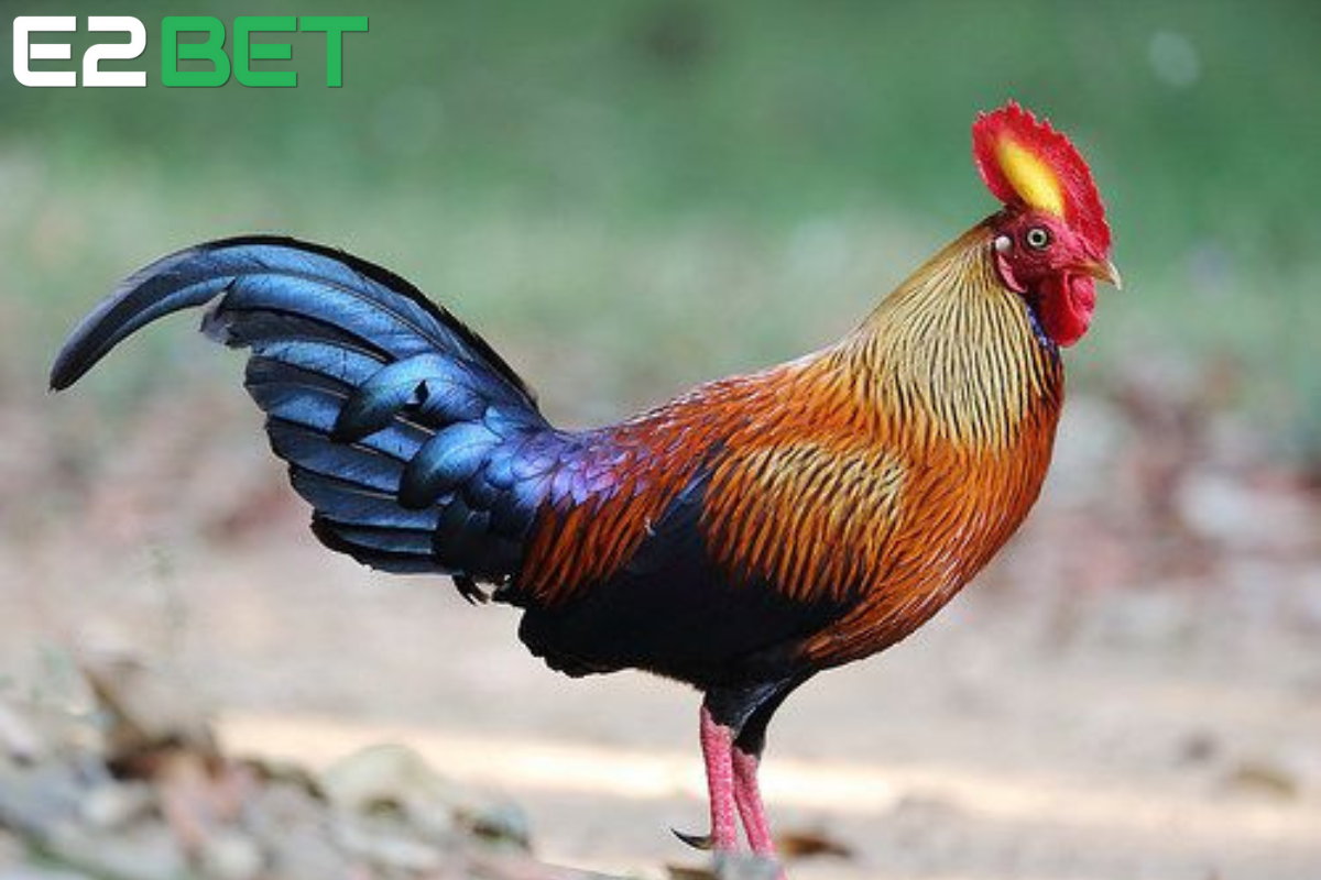 Mơ Thấy Gà Đánh Con Gì? Giải Mã Giấc Mơ Và Những Con Số May Mắn