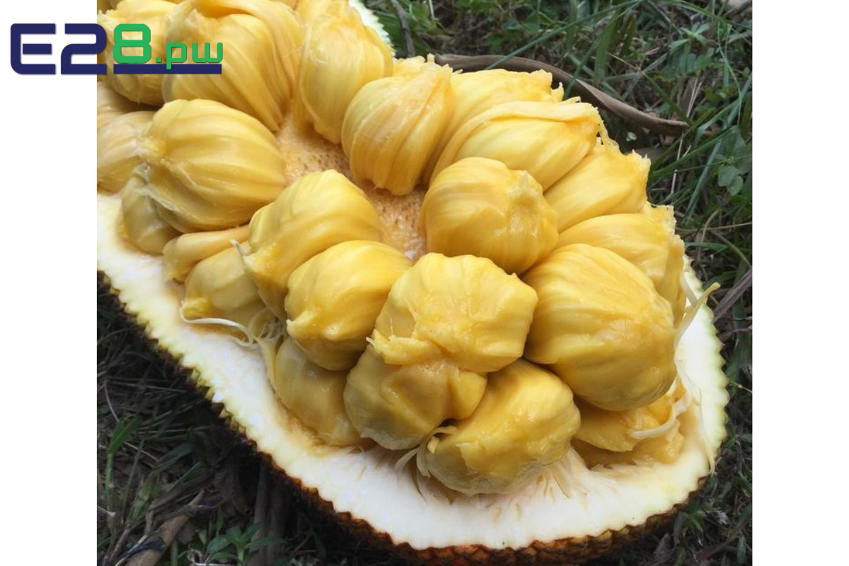 Nằm Mơ Thấy Mít Chín Đánh Số Gì? Giải Mã Giấc Mơ Mang Lại Lộc Phát Bất Ngờ