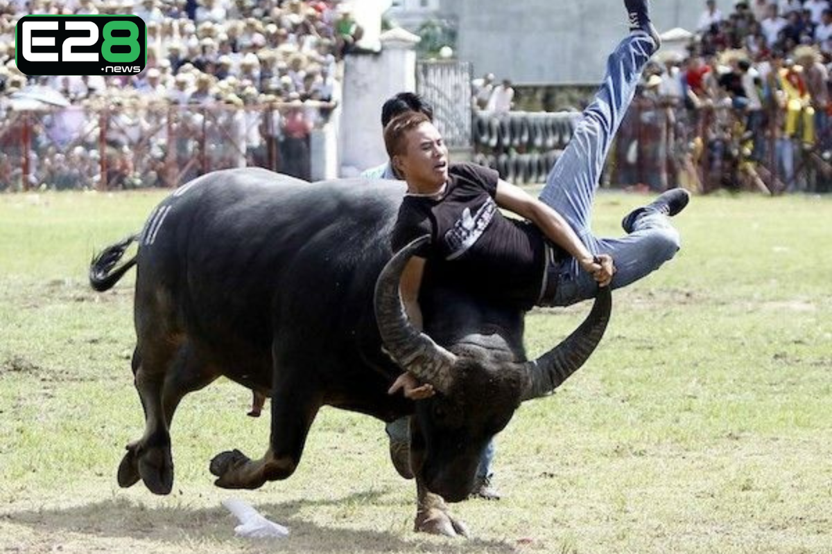 Nằm Mơ Thấy Trâu Đuổi Húc Mình Đánh Con Gì? Giải Mã Chi Tiết Từ A–Z