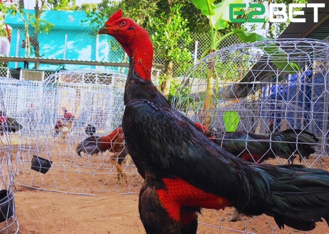 Cách Nhận Biết Gà Chọi Hay gà lai